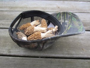 A Hat Full of Morels