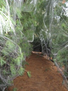 Spider Scene Haunted Happenings